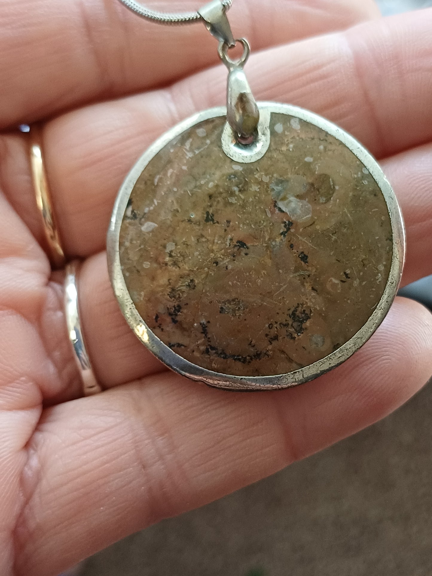 Ammonite Fossil - Jasper